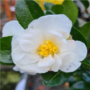 Camellia Sasanqua 'Narcissiflora'